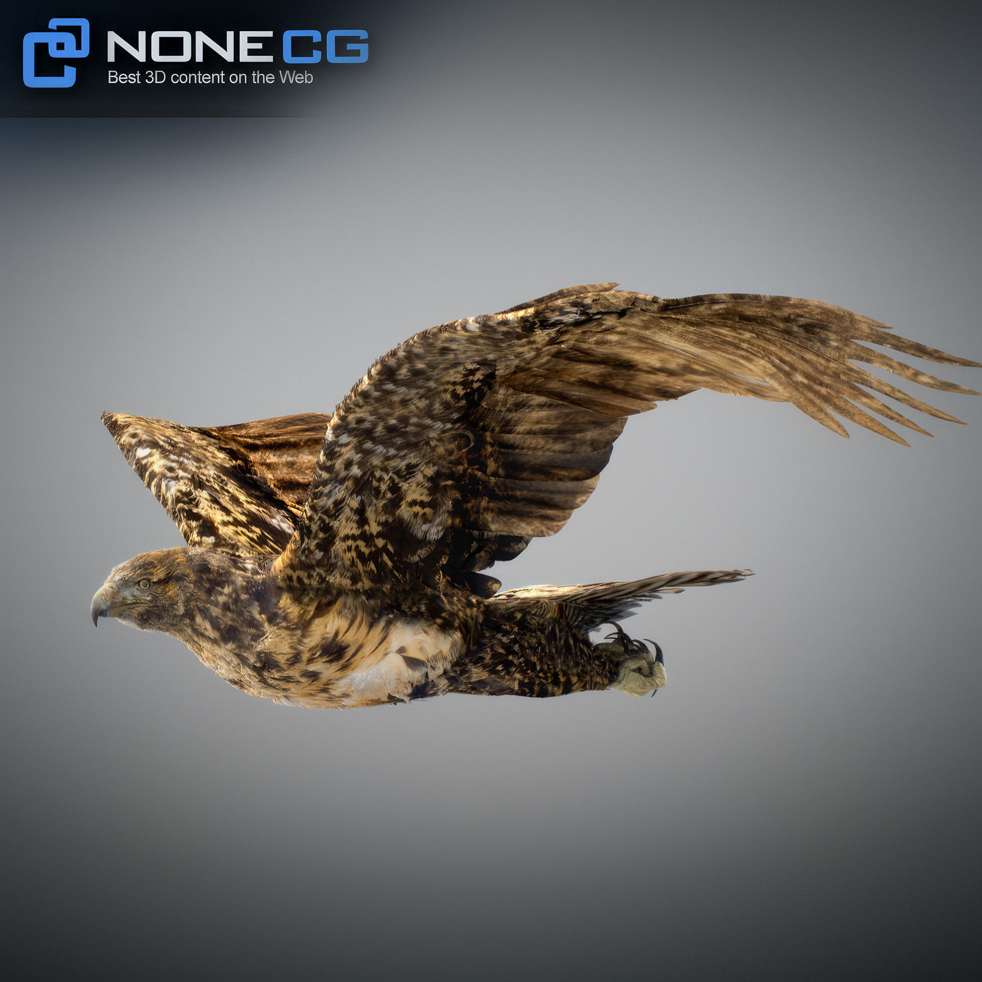 Animated Hawk 3D model_12
