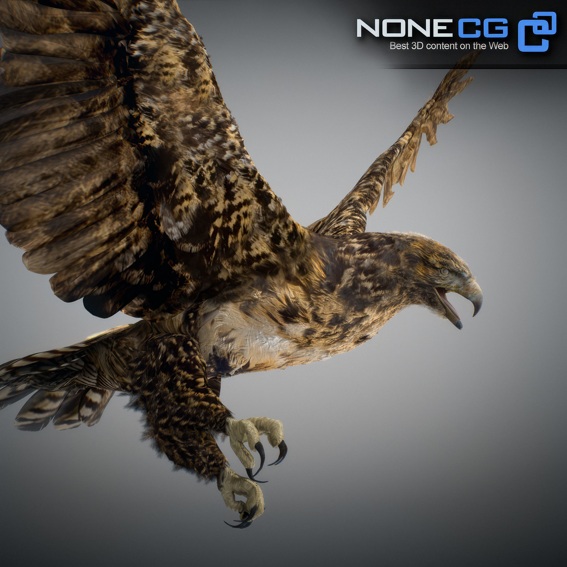 Animated Hawk 3D model_5