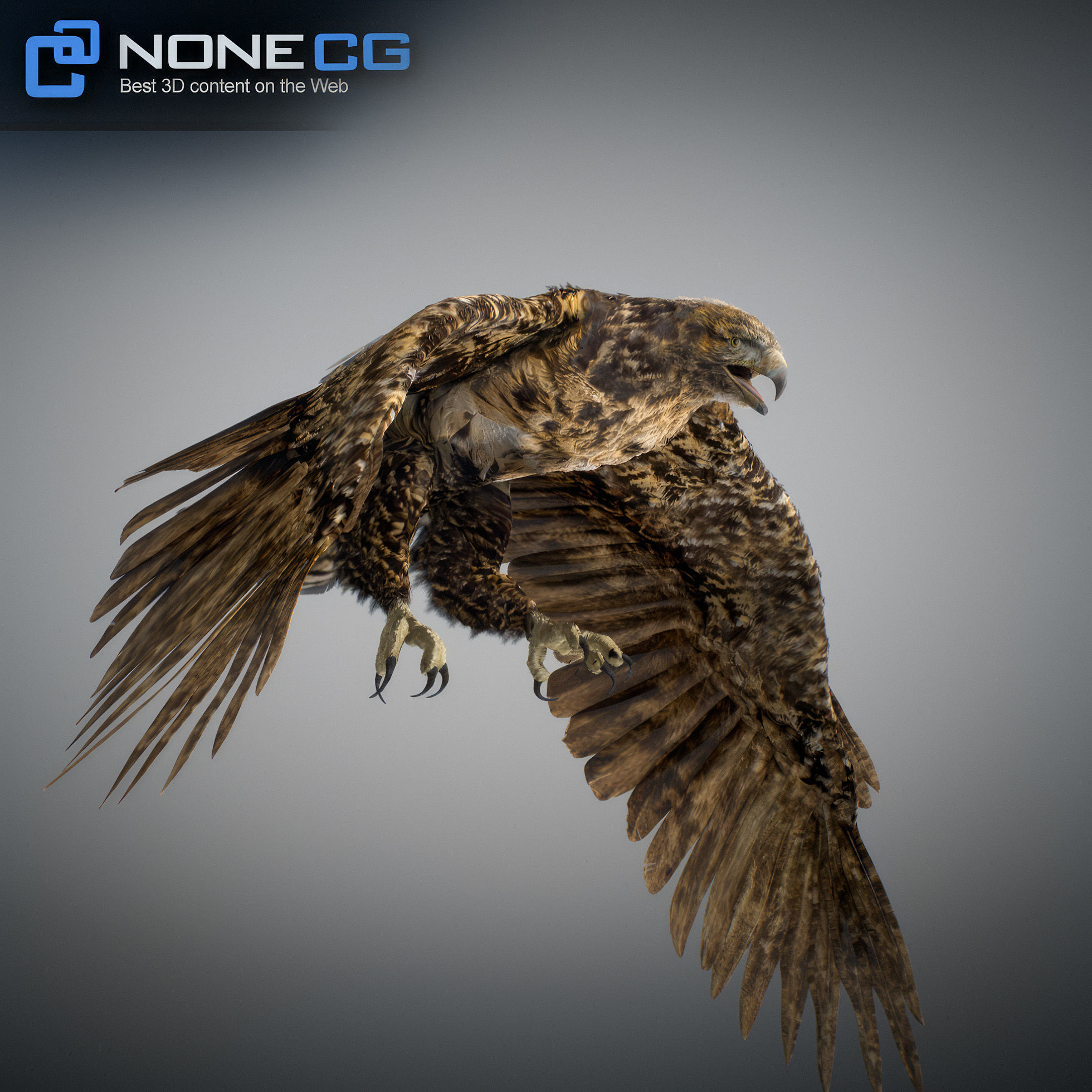 Animated Hawk 3D model_23