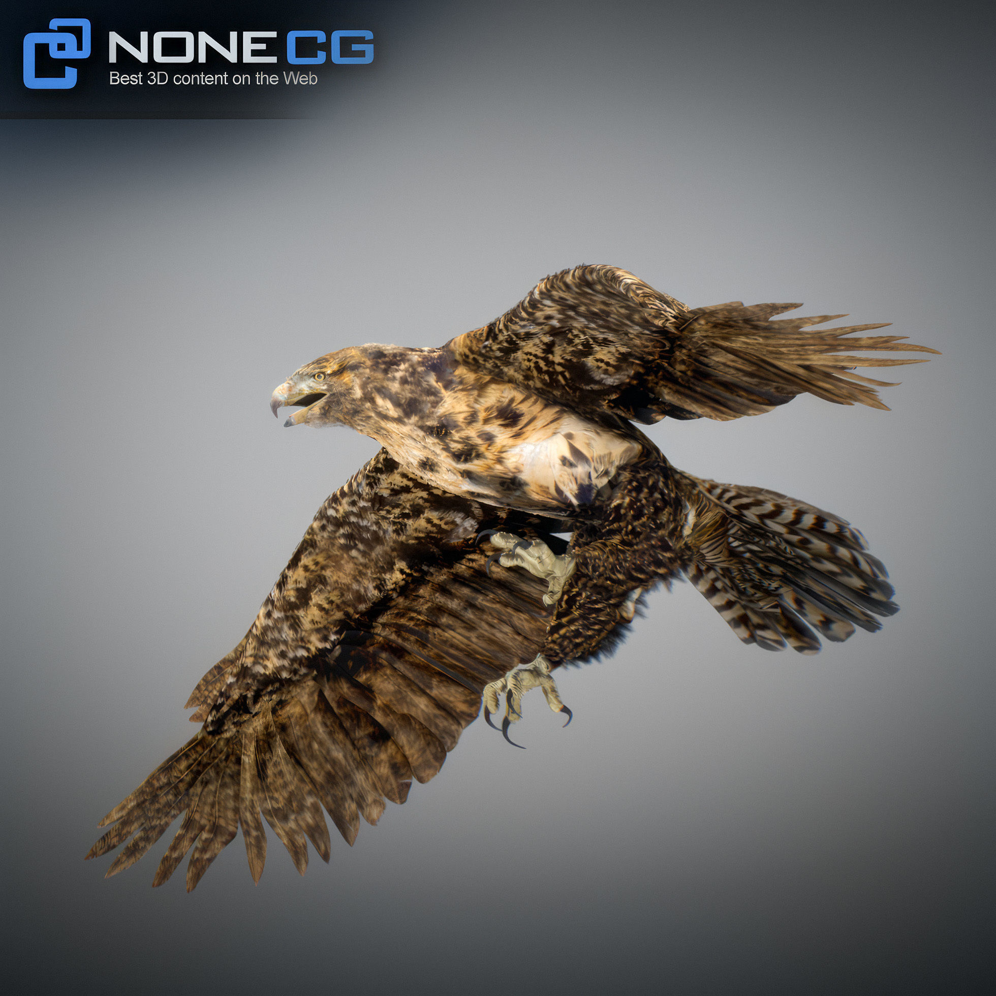 Animated Hawk 3D model_18