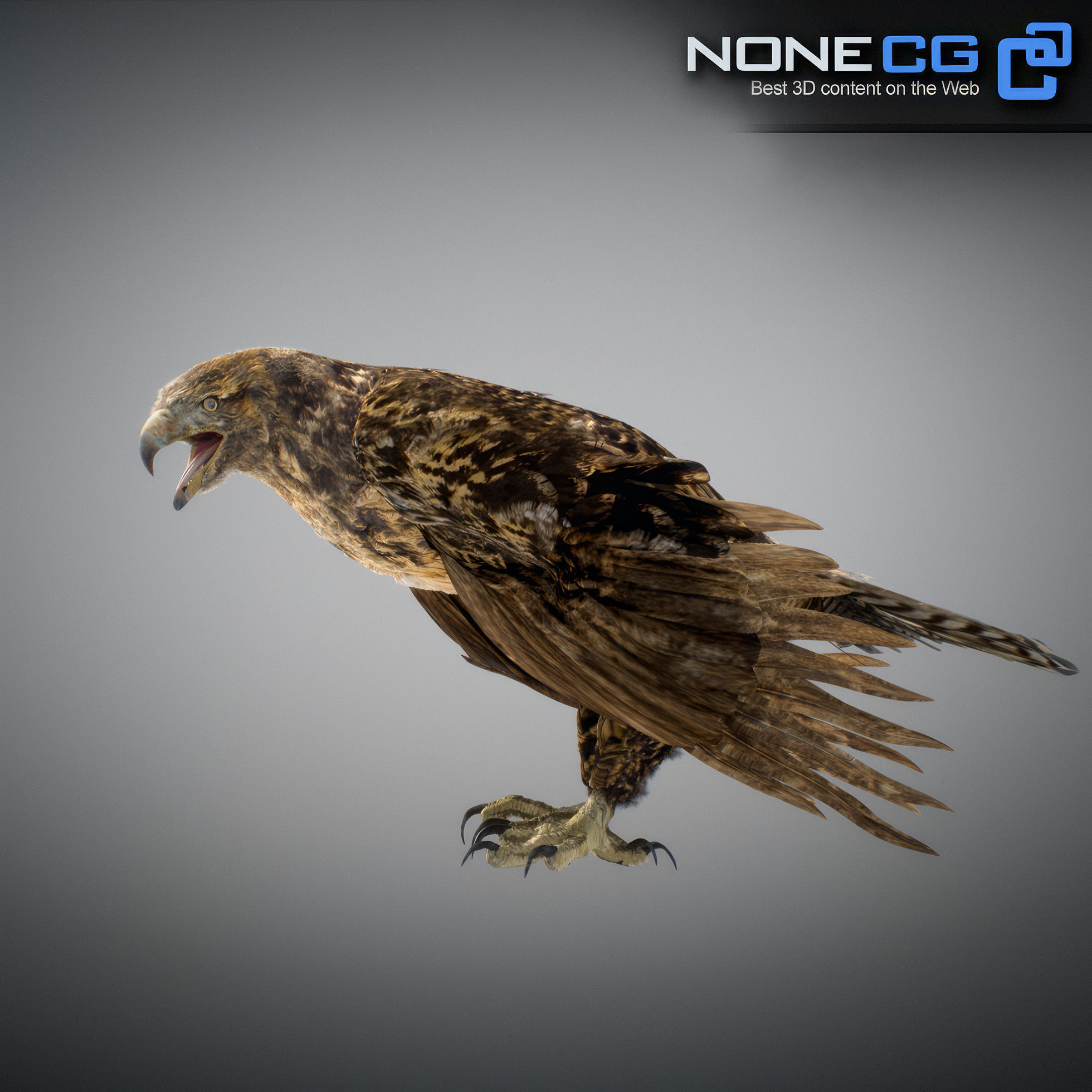Animated Hawk 3D model_22
