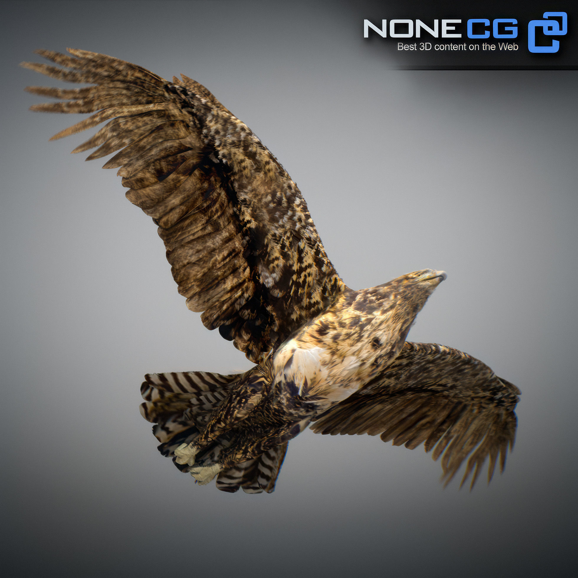 Animated Hawk 3D model_15