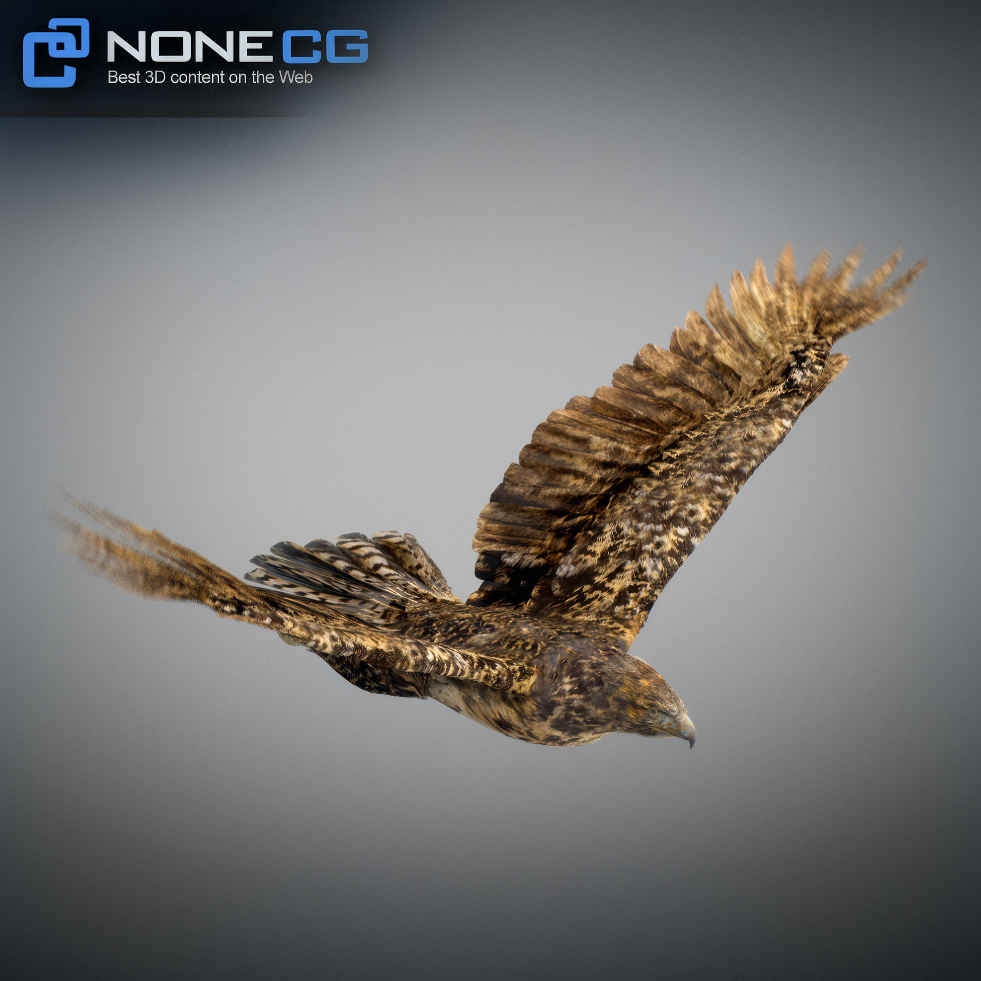 Animated Hawk 3D model_27