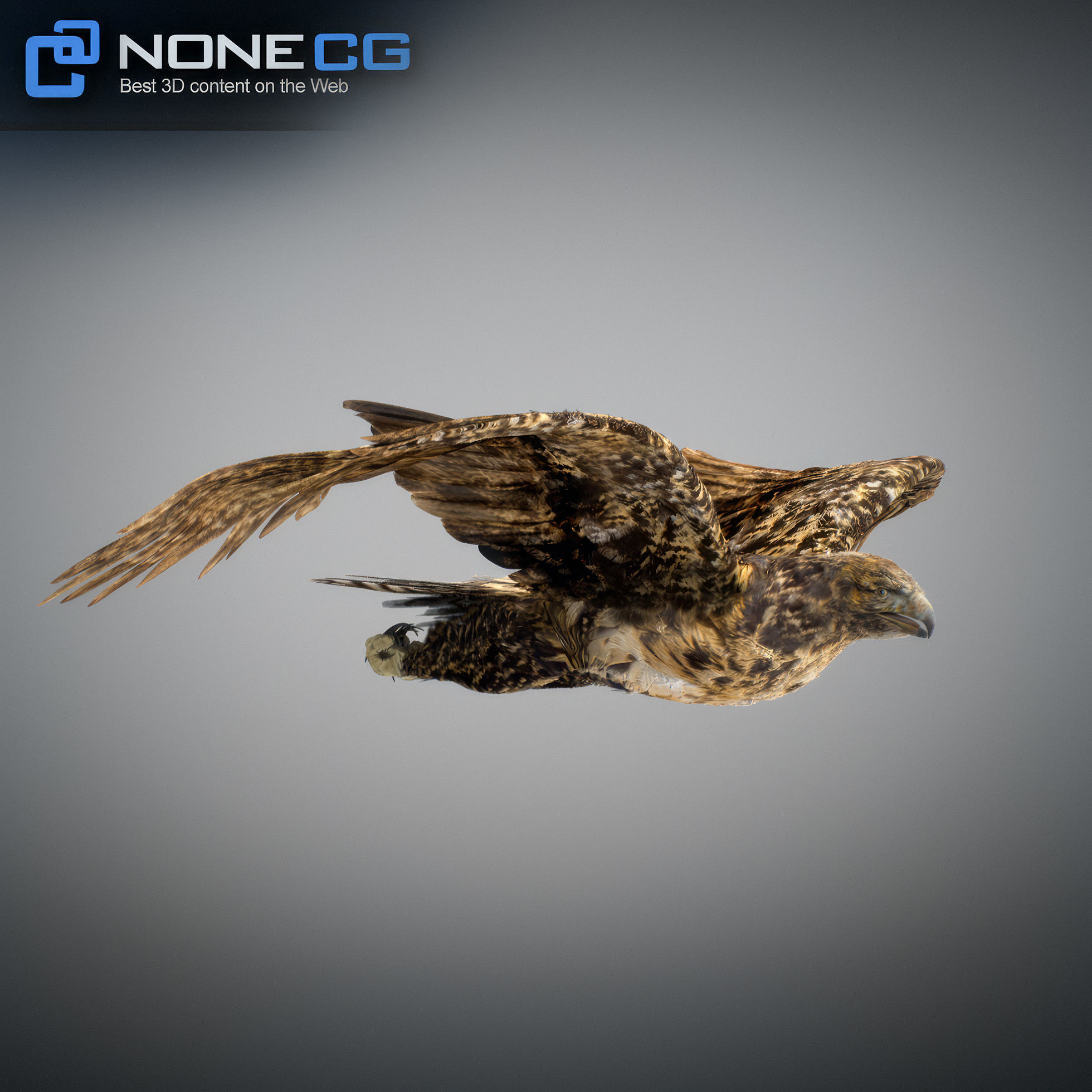 Animated Hawk 3D model_17