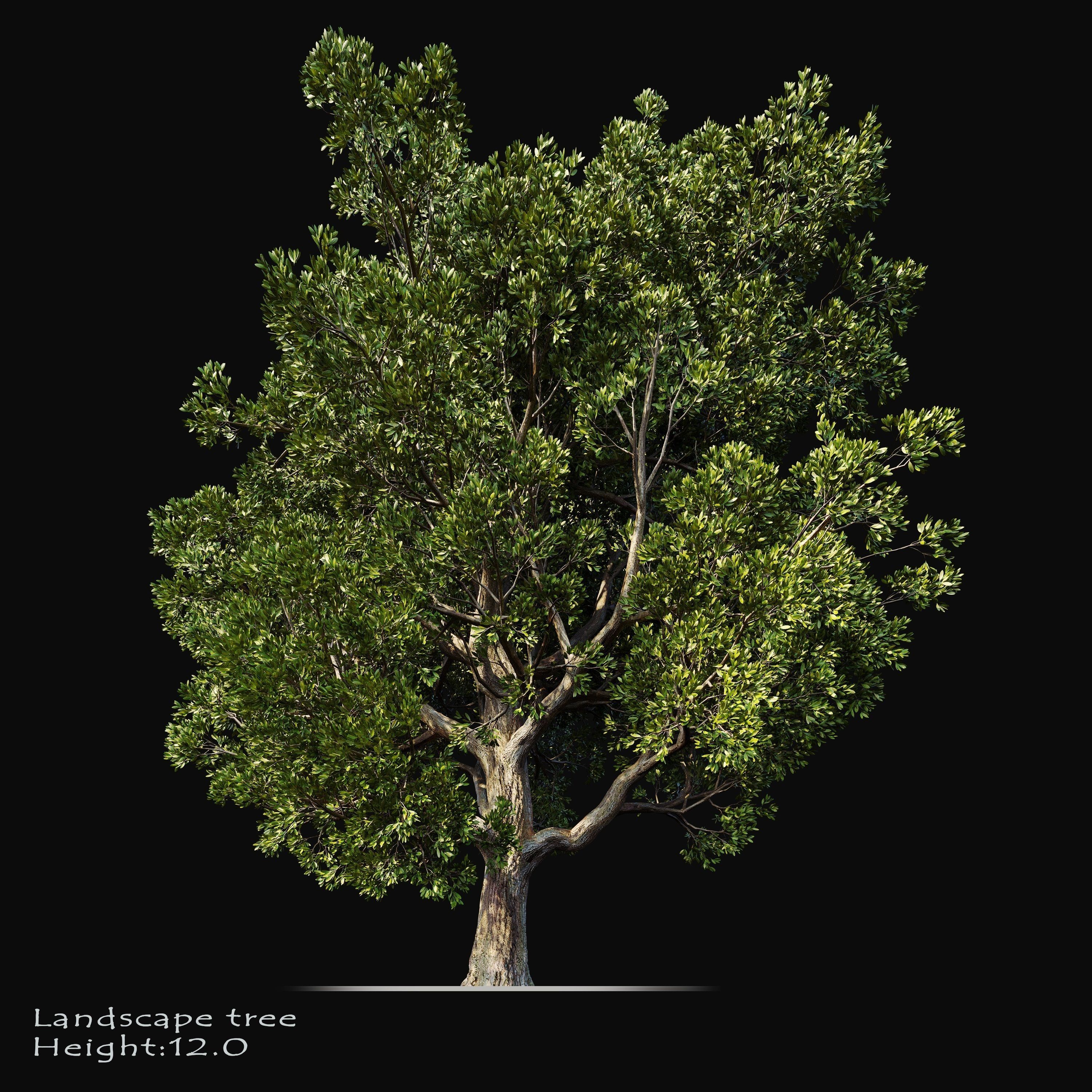 Big tree 3D model | CGTrader