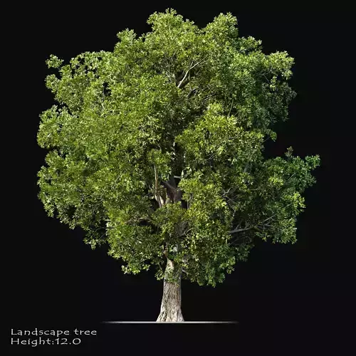 Big tree 3D model