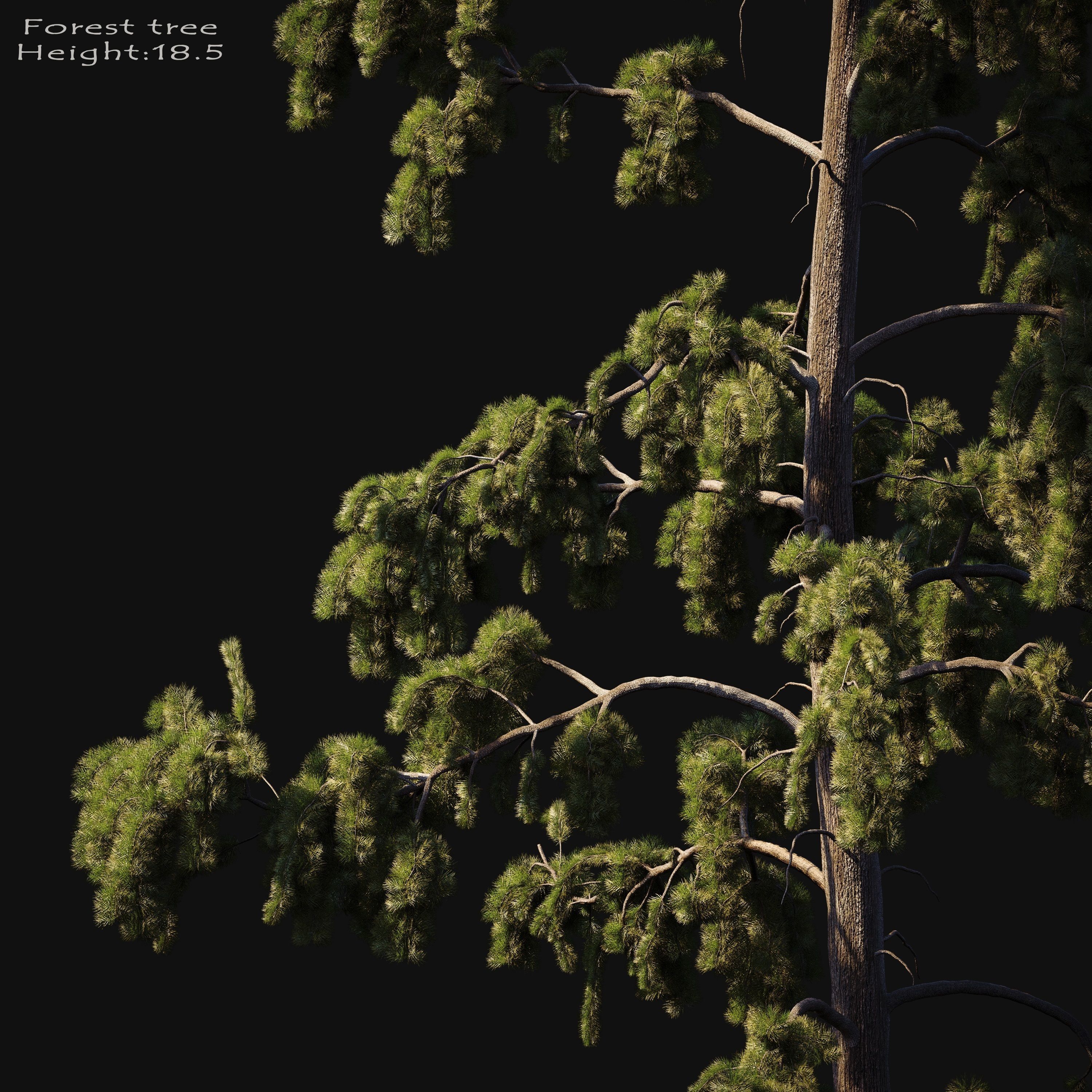 Forest tree 3D model_2