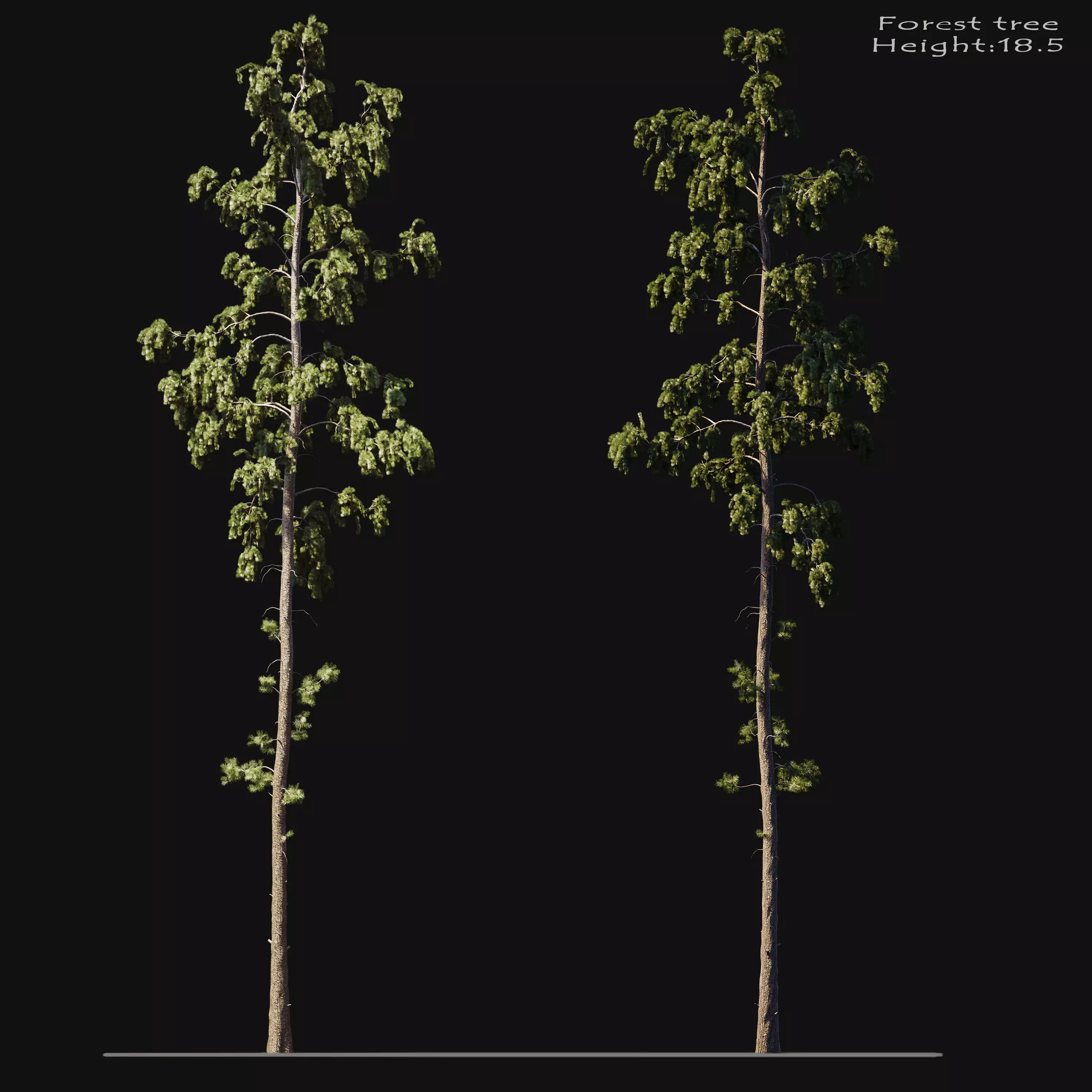 Forest tree 3D model_0