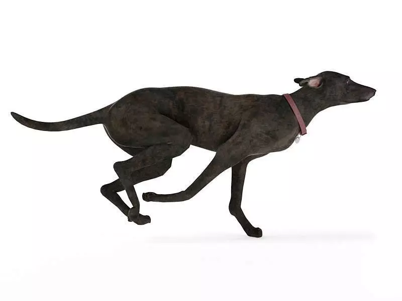 Gray Colored Greyhound 3D model