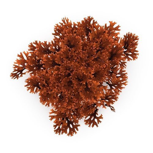 Seaweed Red V1 Low-poly 3D model