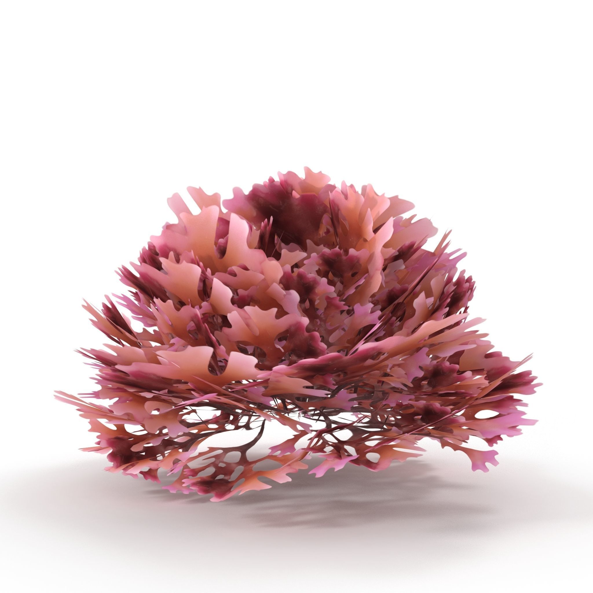 Seaweed Red V2 Low-poly 3D model_5
