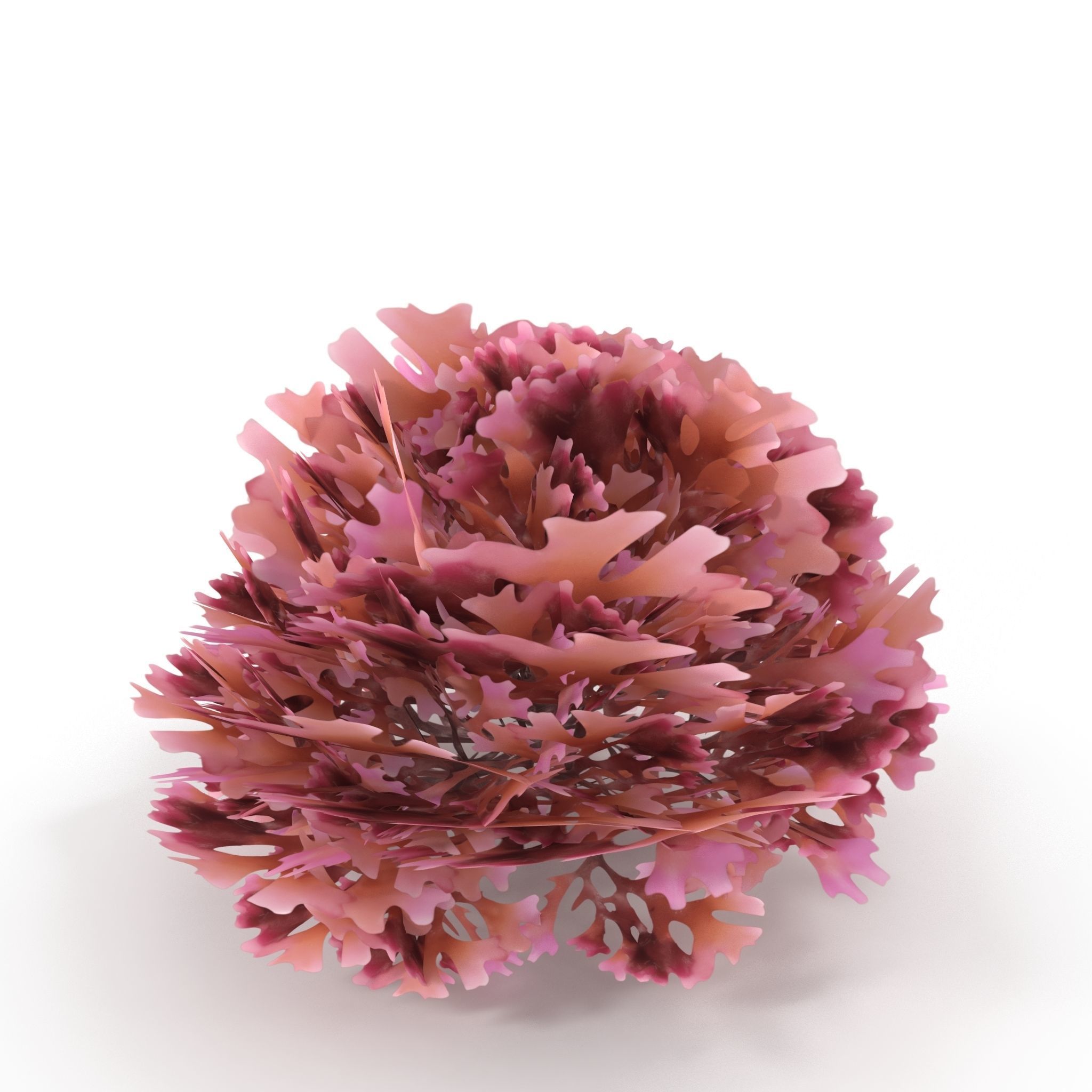 Seaweed Red V2 Low-poly 3D model_3