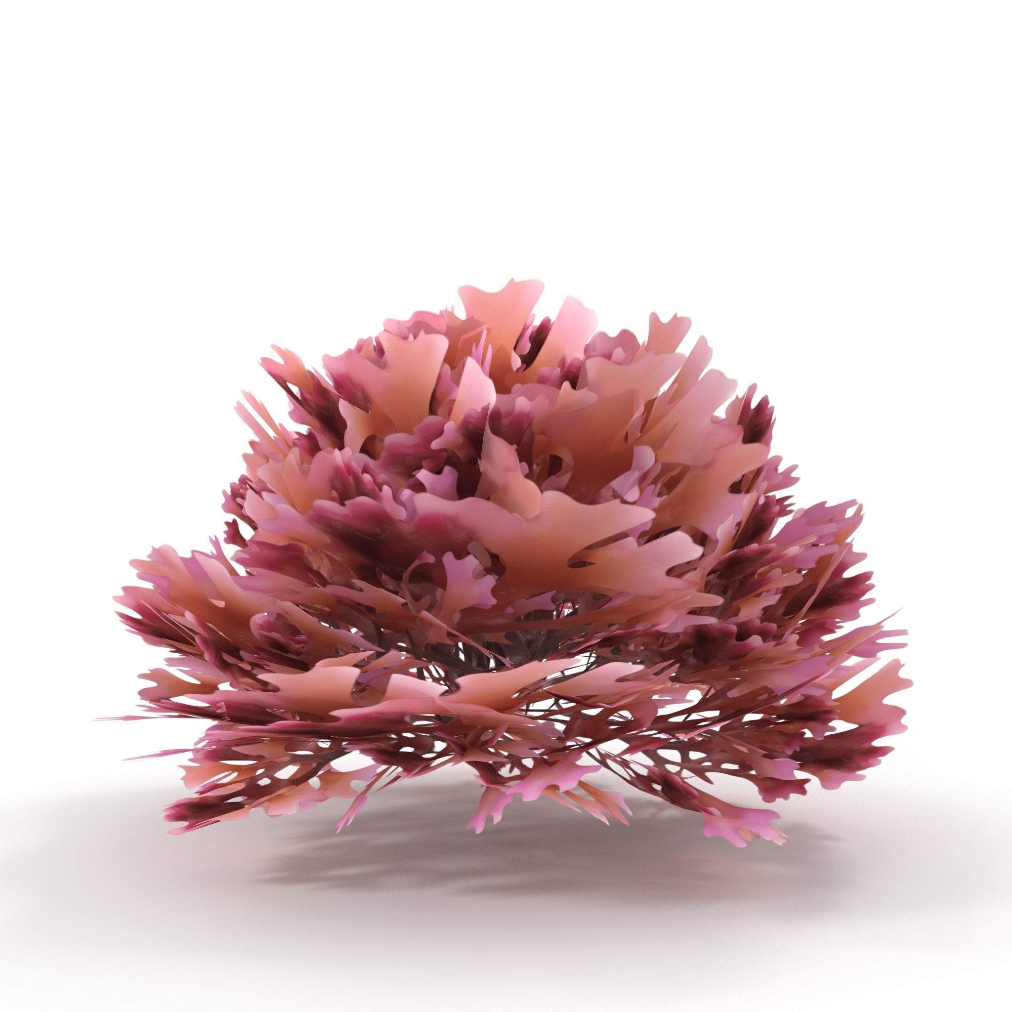 Seaweed Red V2 Low-poly 3D model_1