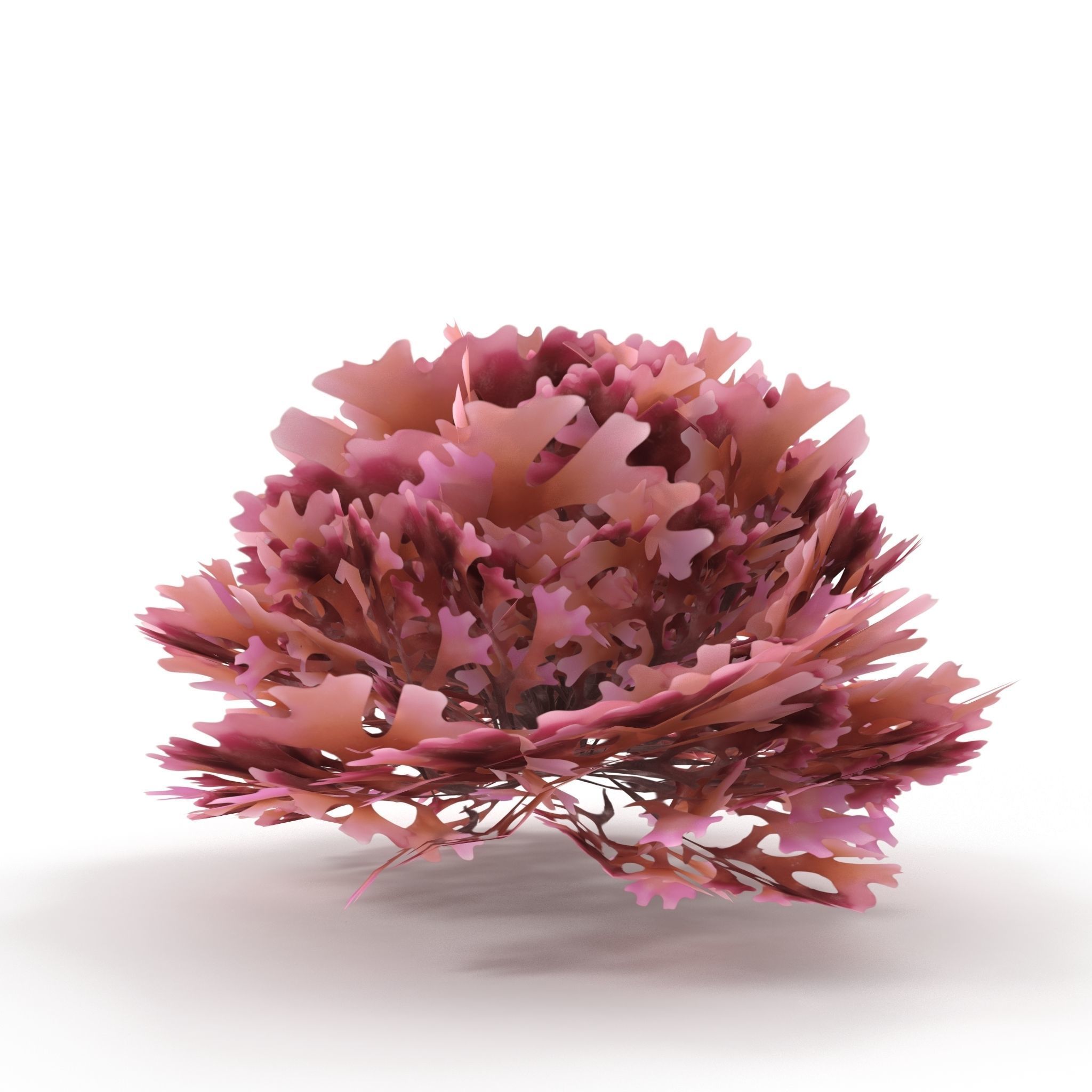 Seaweed Red V2 Low-poly 3D model_2