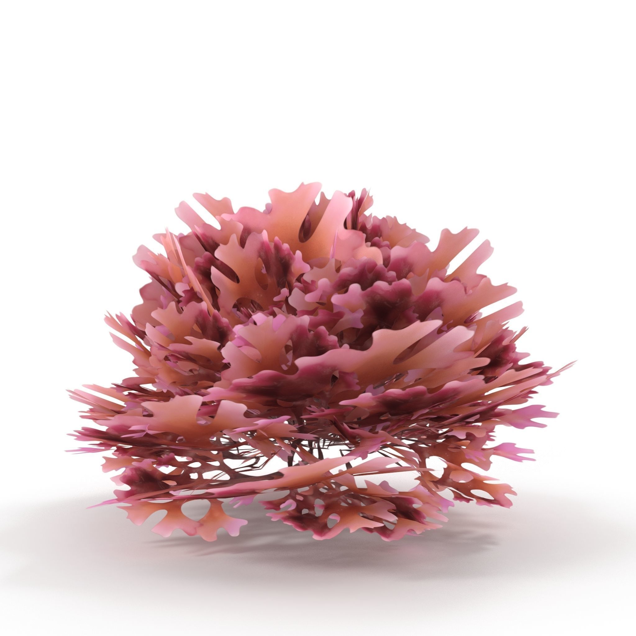 Seaweed Red V2 Low-poly 3D model_6