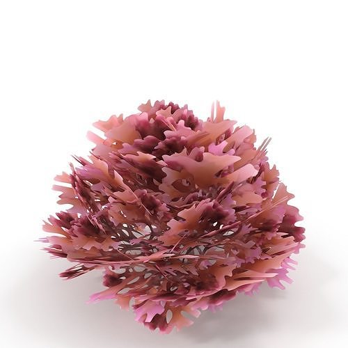 Seaweed Red V2 Low-poly 3D model
