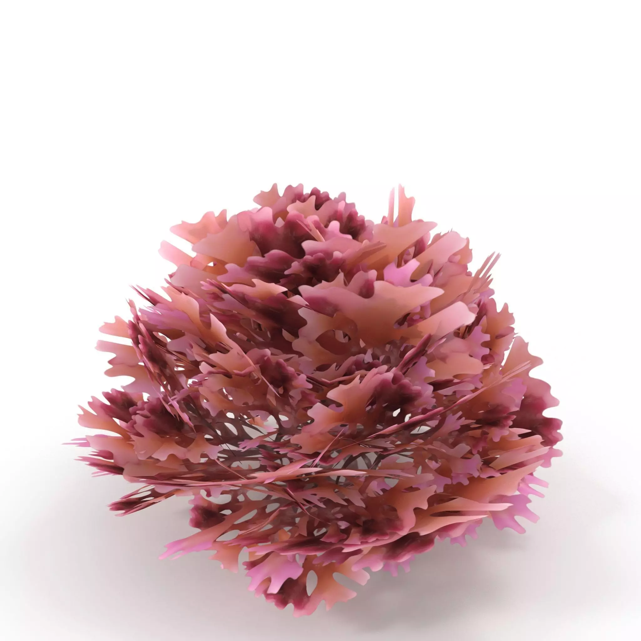 Seaweed Red V2 Low-poly 3D model_0