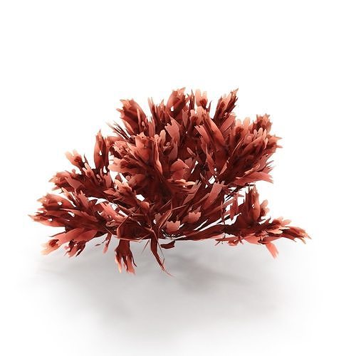 Seaweed Red V3 3D model