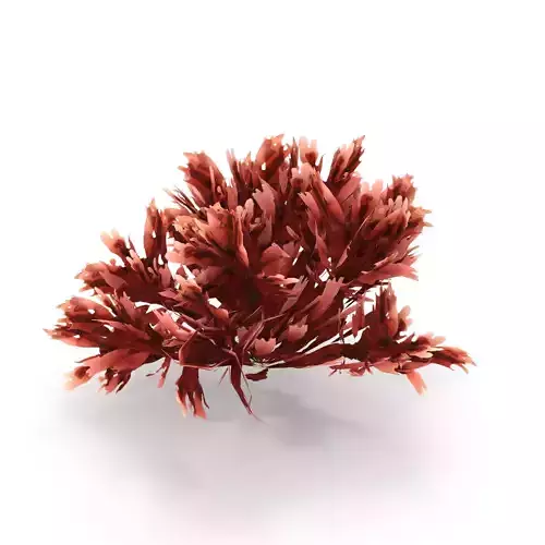 Seaweed Red V3 3D model