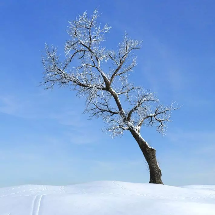 Snow Covered Locust Tree 3D model_0