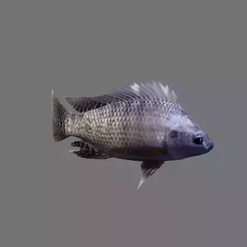 Tilapia fish Low-poly 3D model