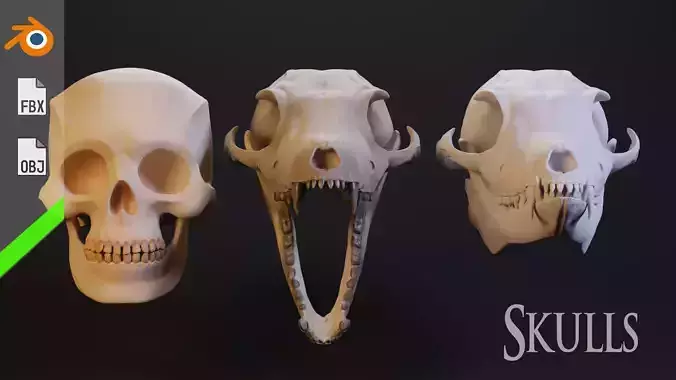 Fox skull Human skull