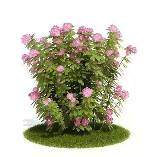 Pink Flowering Bush