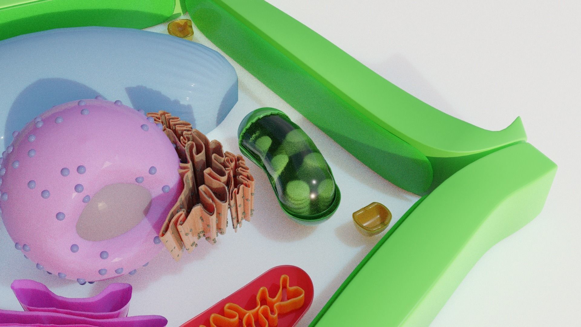 Plant Cell Model Free 3D model_2