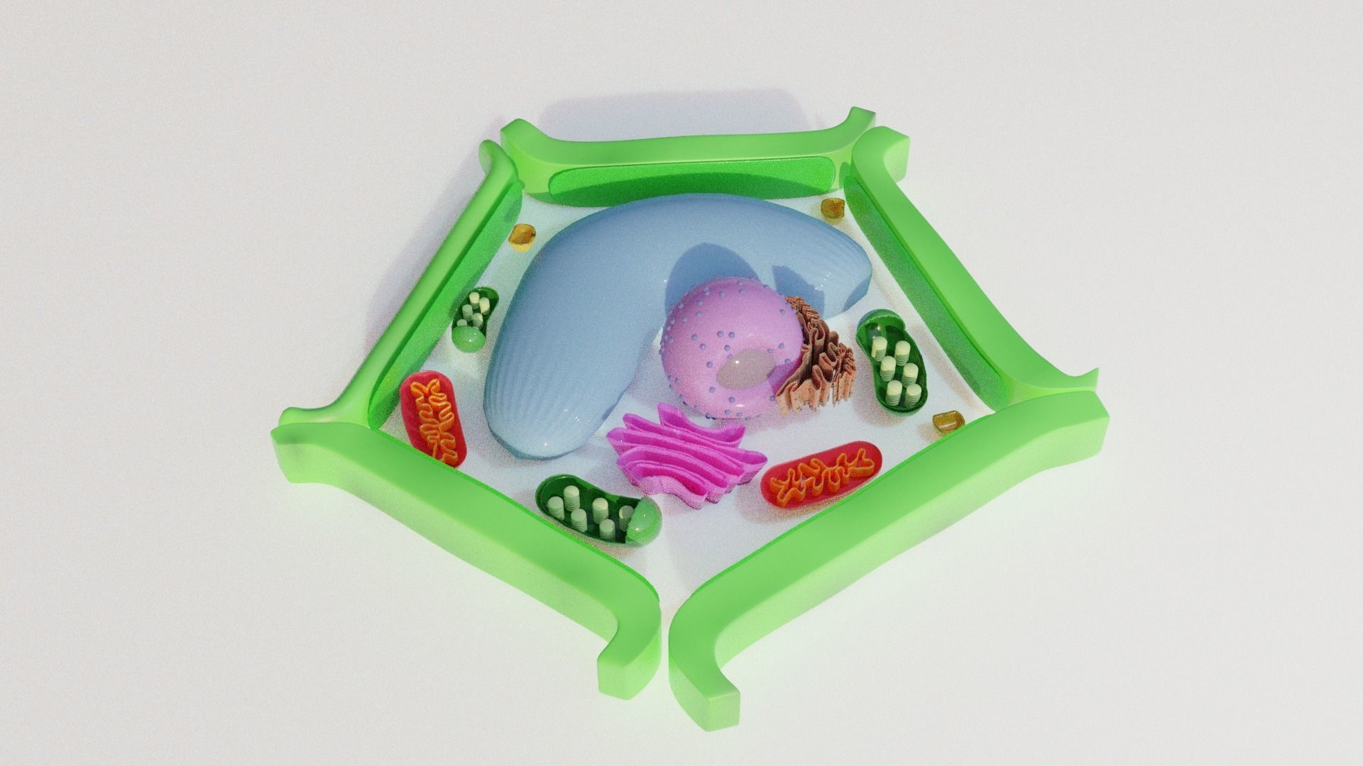Plant Cell Model Free 3D model_4
