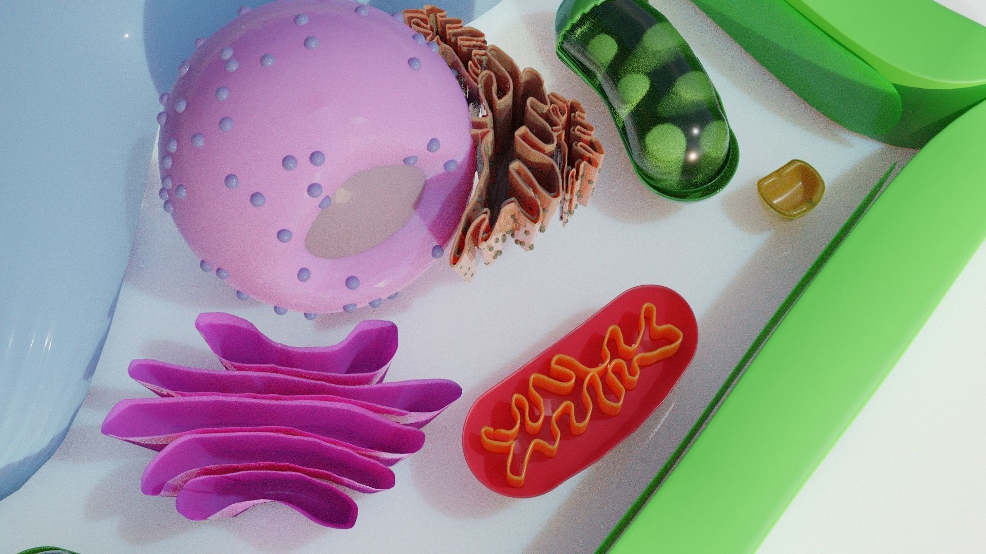 Plant Cell Model Free 3D model_3