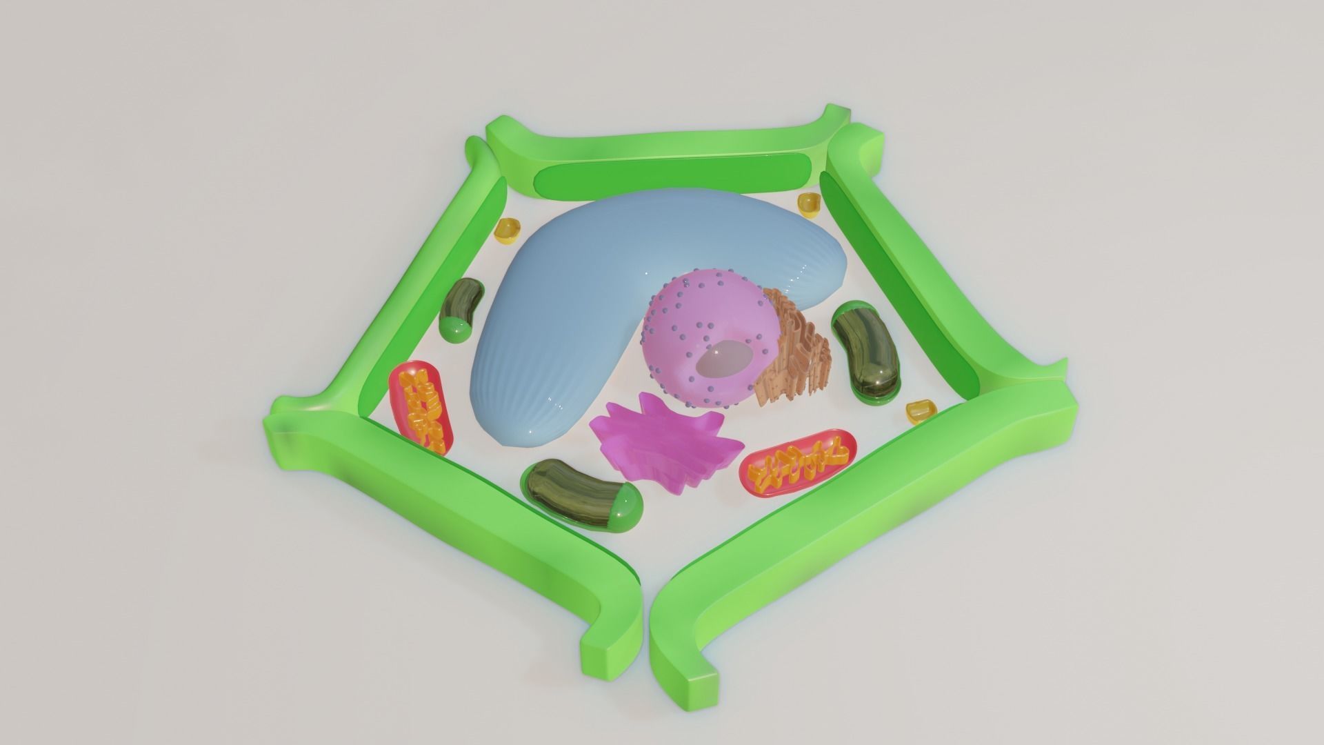 Plant Cell Model Free 3D model_5