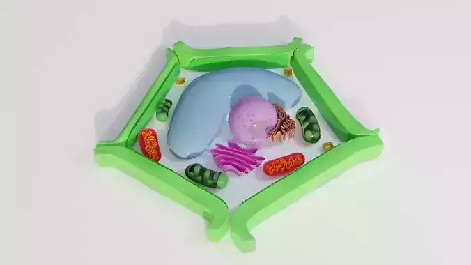 Plant Cell Model Free 3D model