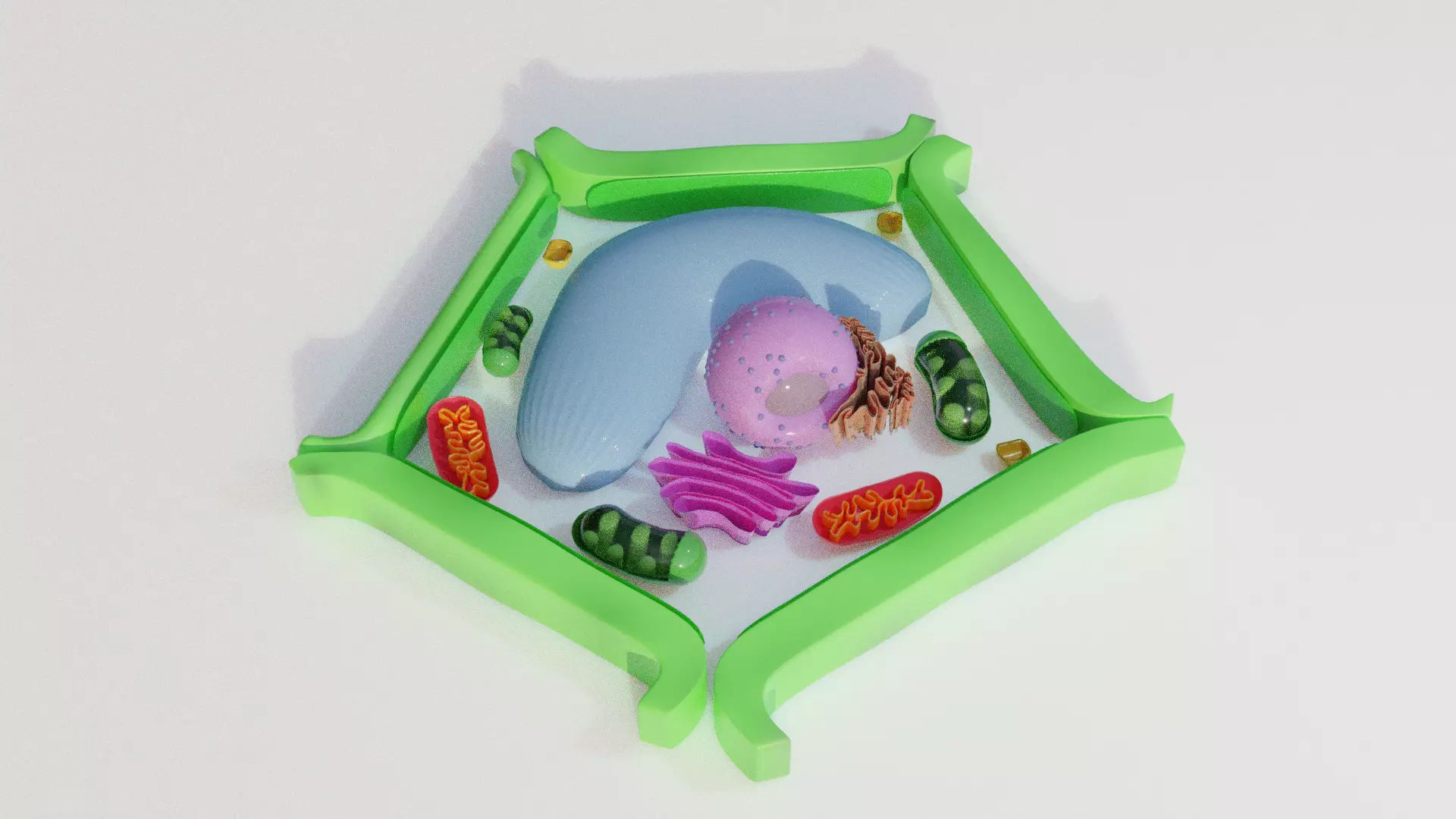 Plant Cell Model Free 3D model_0
