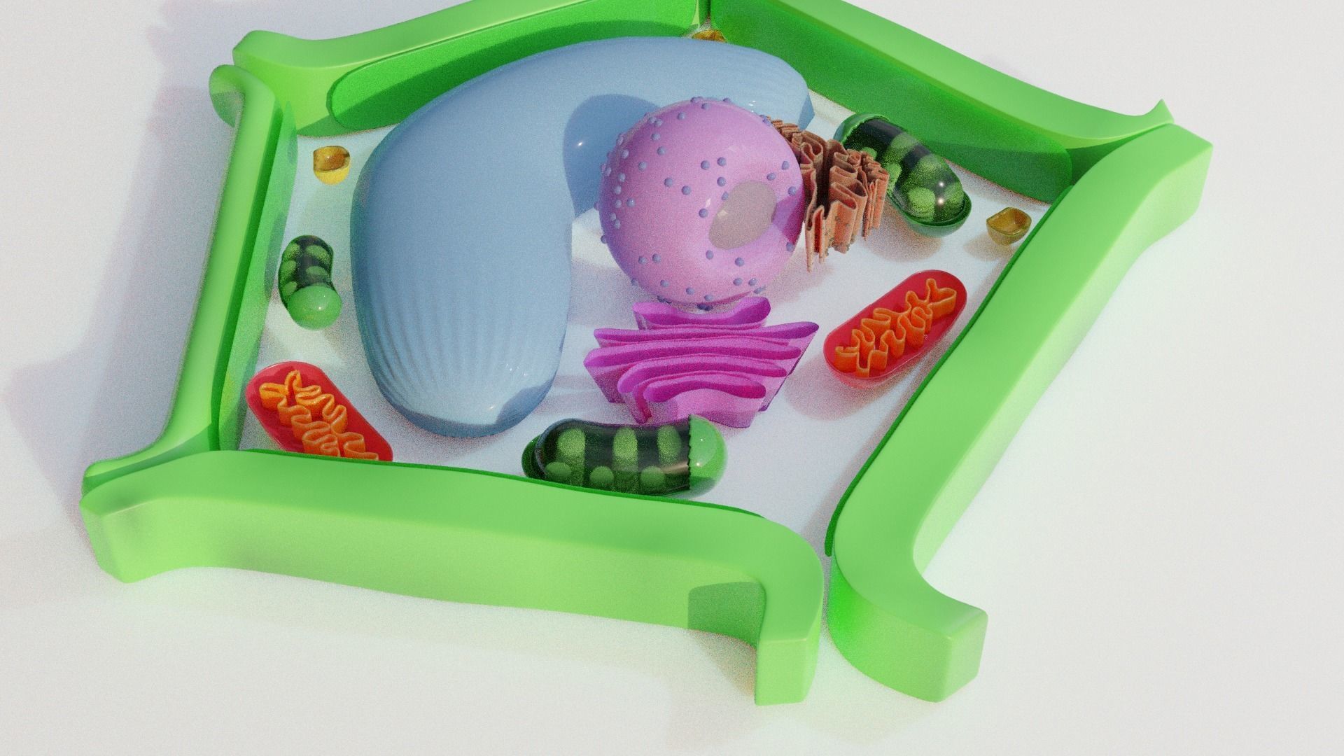 Plant Cell Model Free 3D model_1