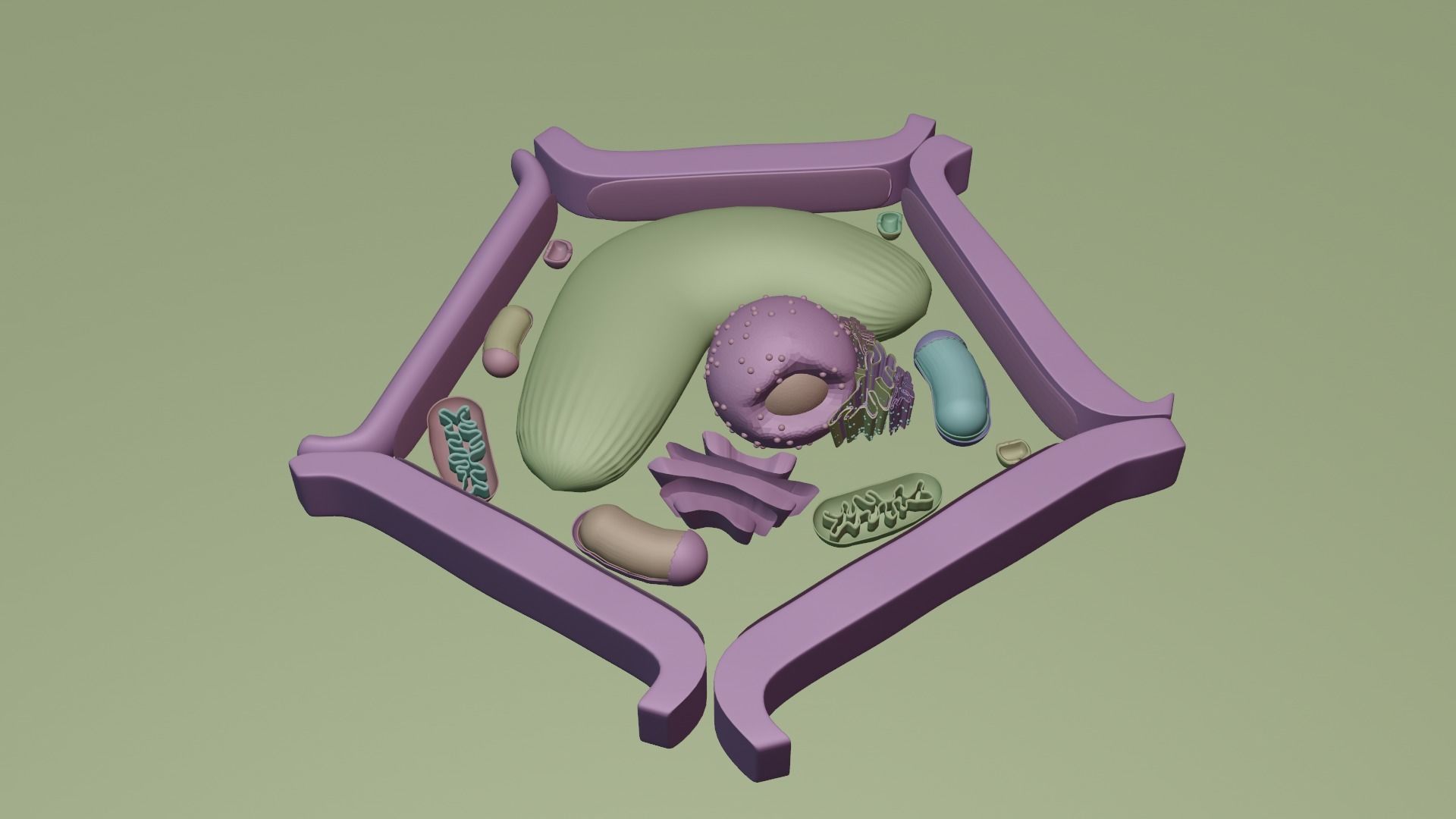 Plant Cell Model Free 3D model_6
