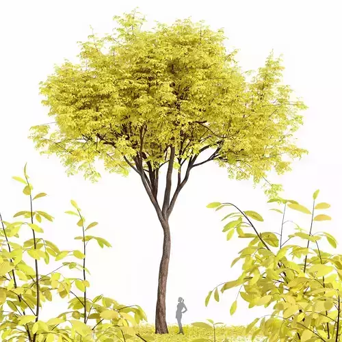 Real Tree Quercus Serrata Fall 3D model