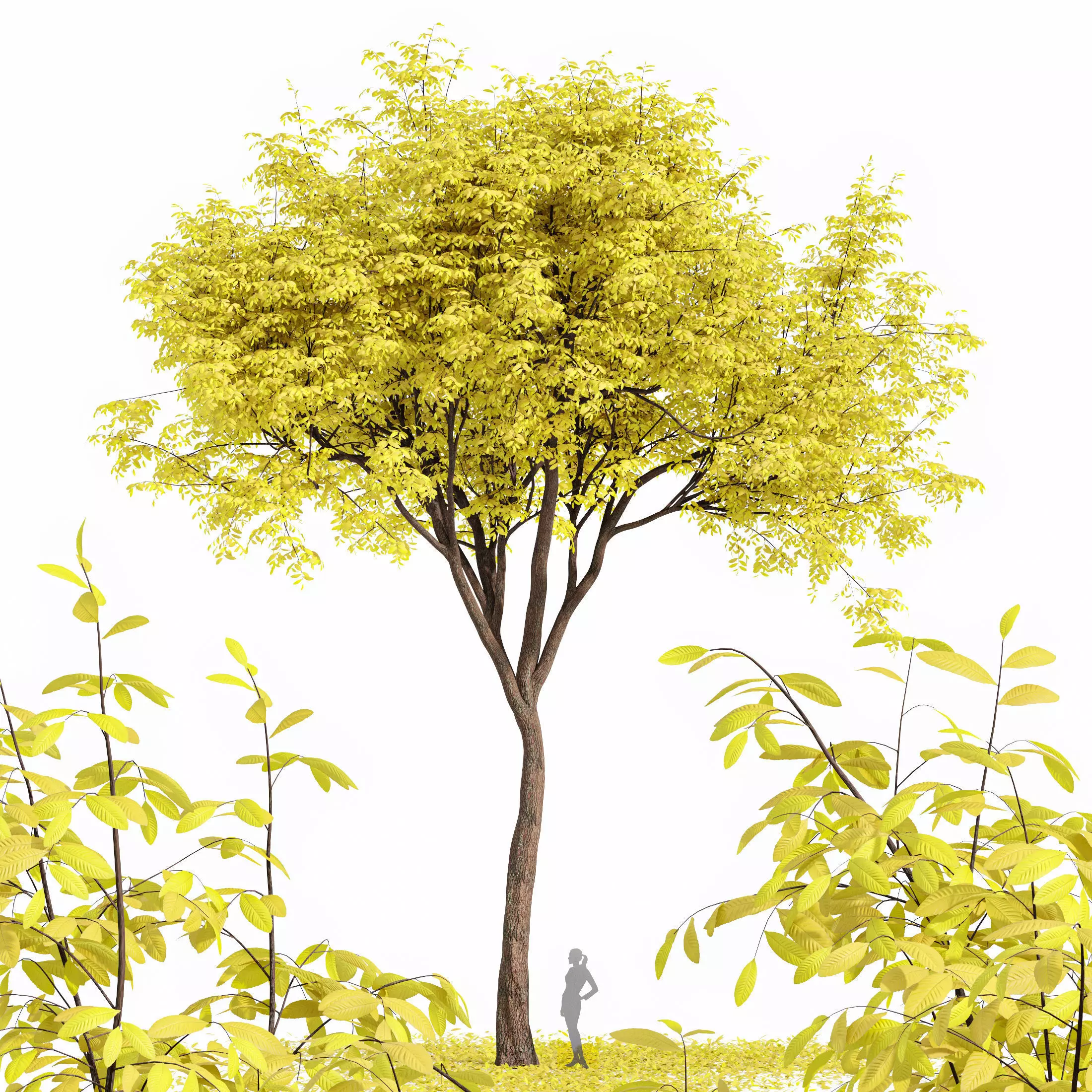 Real Tree Quercus Serrata Fall 3D model_0