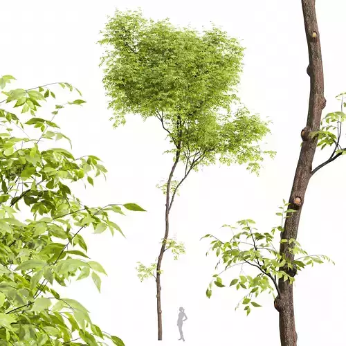 Real tree ulmus changii 3D model