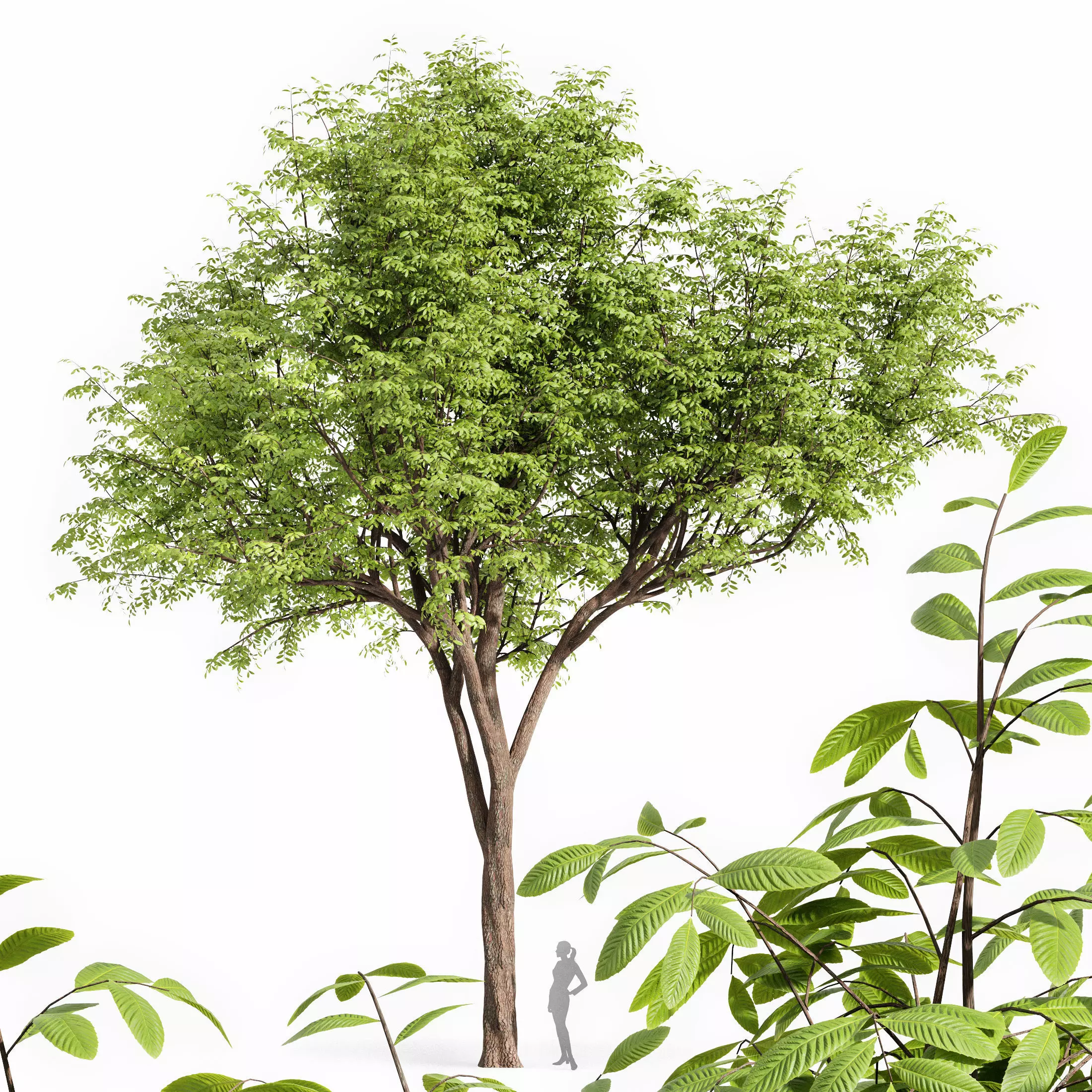 Real tree quercus serrata 3D model