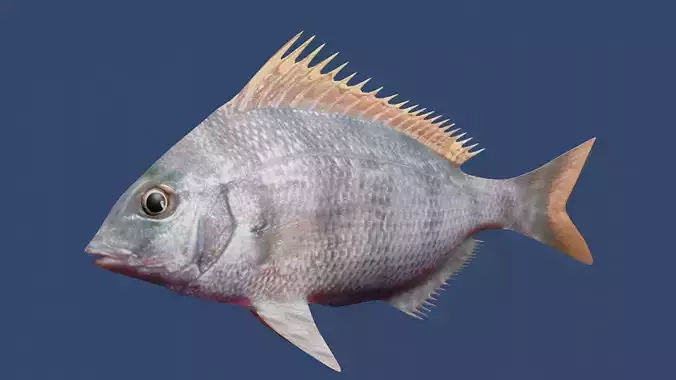 longspine porgy fish