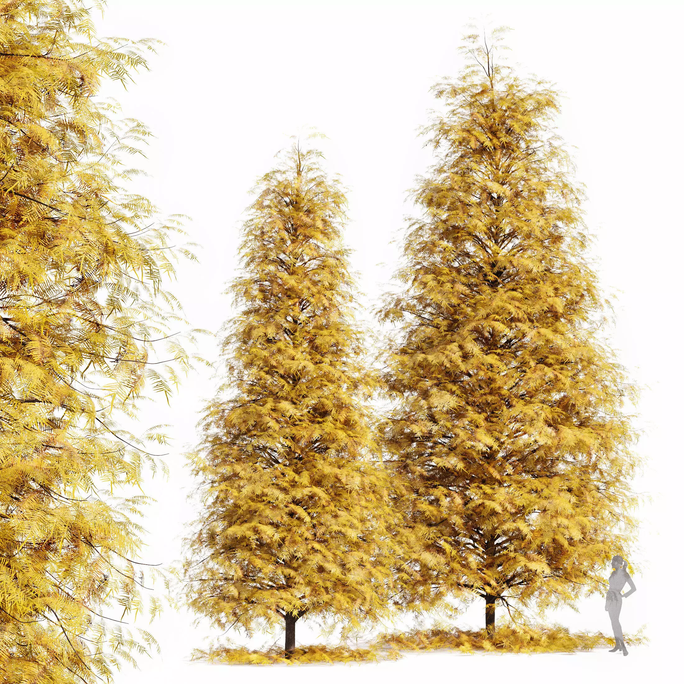 Real Tree Metasequoia Glyptostroboides Orange 3D model