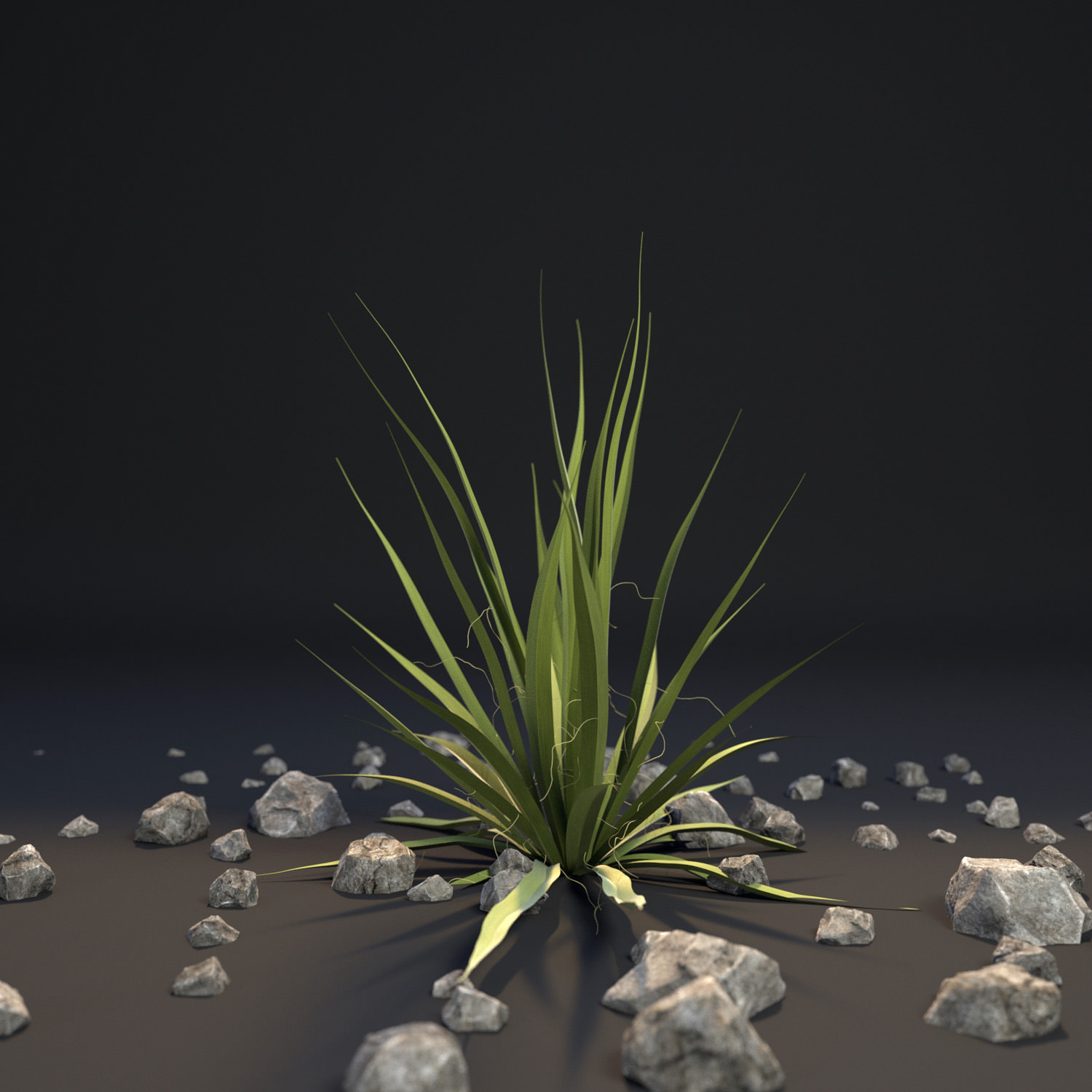 Agave I Agave angustifolia angustifolia 3D model_3