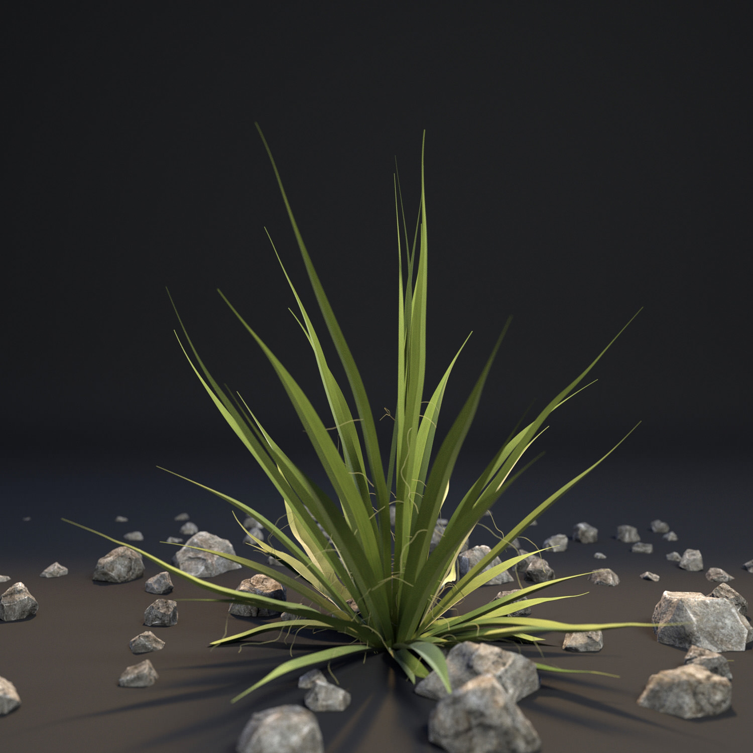 Agave I Agave angustifolia angustifolia 3D model_2