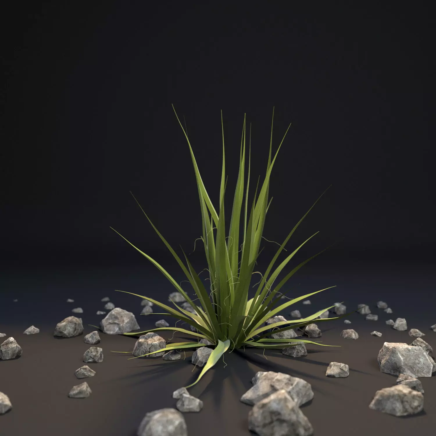 Agave I Agave angustifolia angustifolia 3D model_0