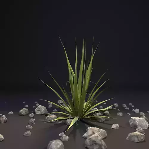 Agave I Agave angustifolia angustifolia 3D model