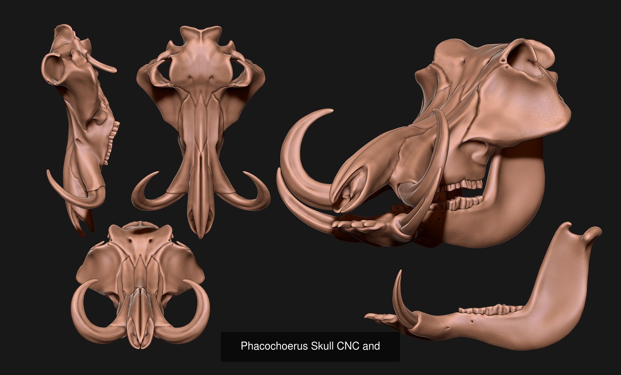 Animal Skulls Vol 1 - CNC and 3D Print 3D Model Collection_2