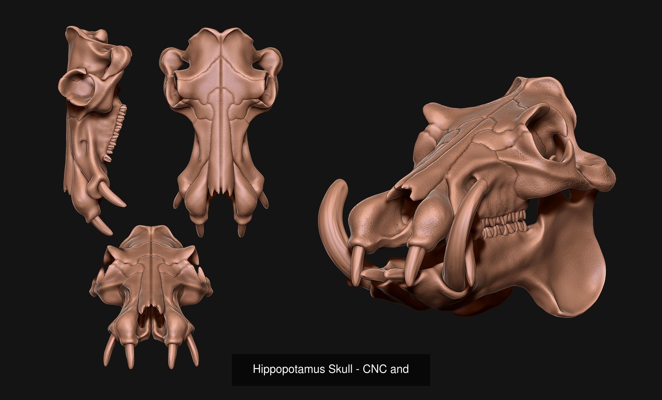 Animal Skulls Vol 1 - CNC and 3D Print 3D Model Collection_10