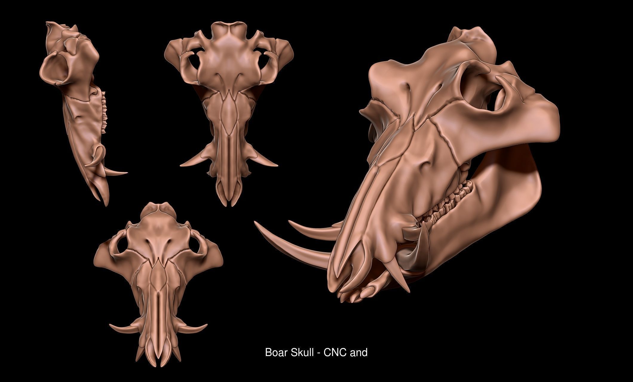 Animal Skulls Vol 1 - CNC and 3D Print 3D Model Collection_3