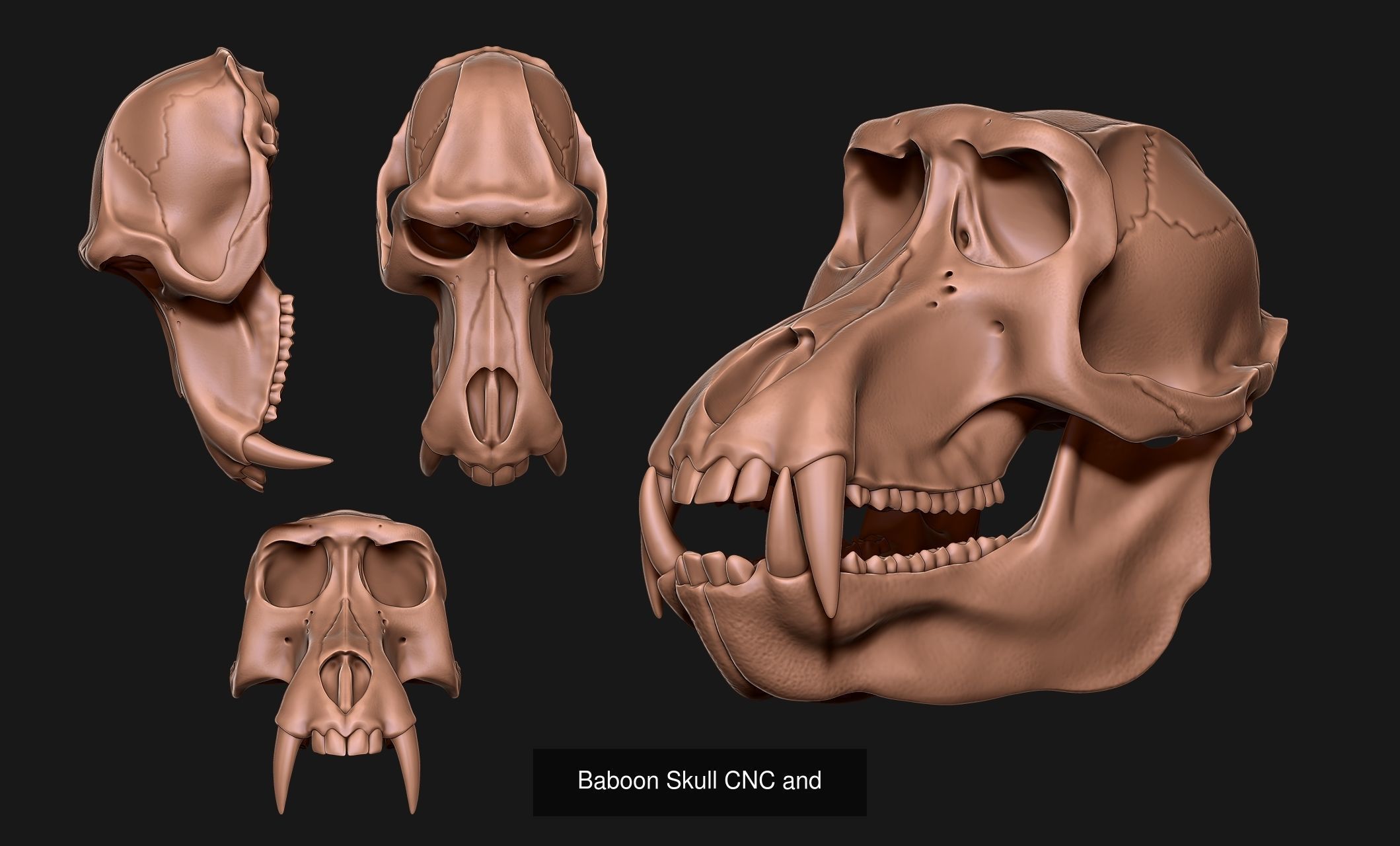 Animal Skulls Vol 1 - CNC and 3D Print 3D Model Collection_6