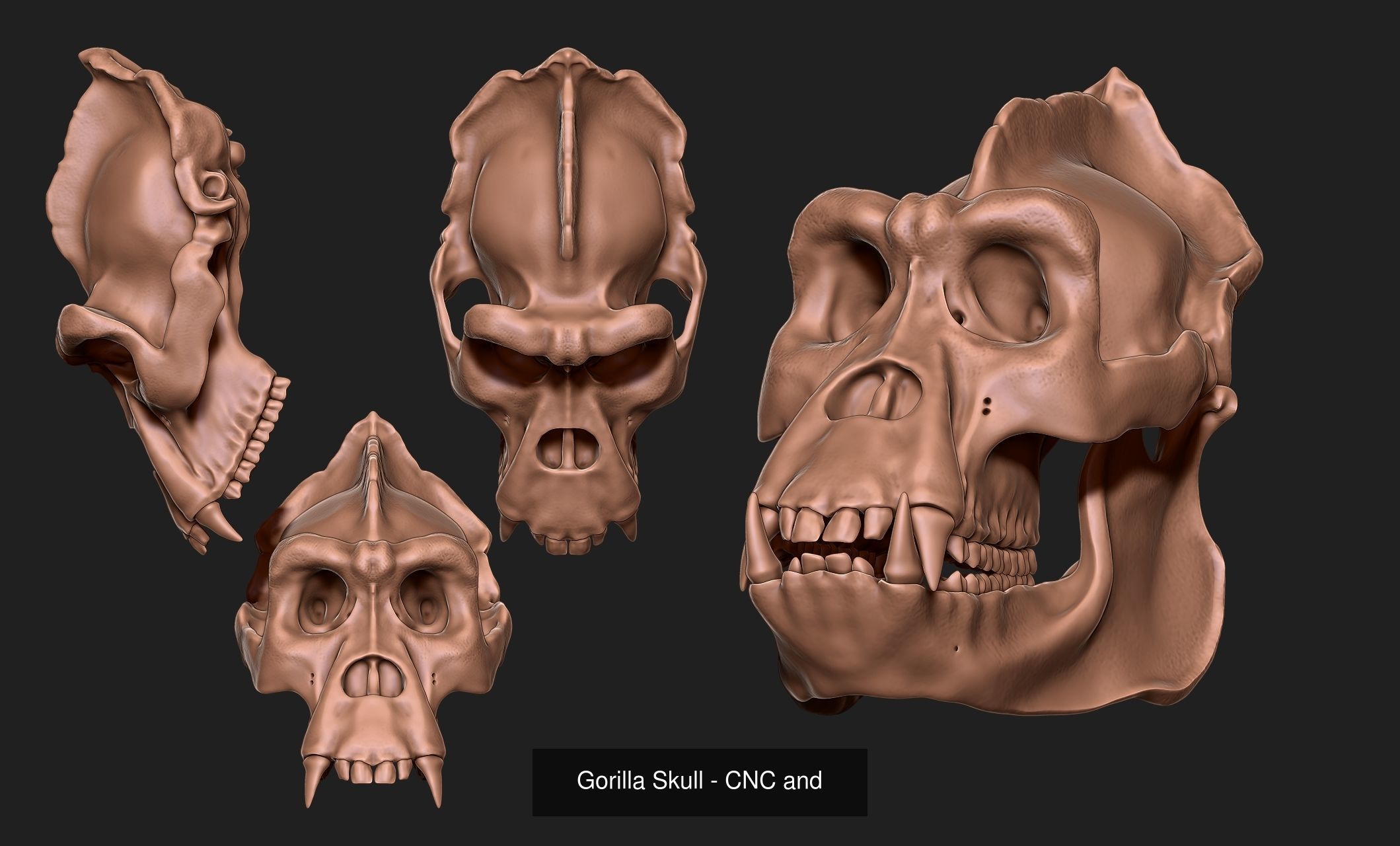 Animal Skulls Vol 1 - CNC and 3D Print 3D Model Collection_9